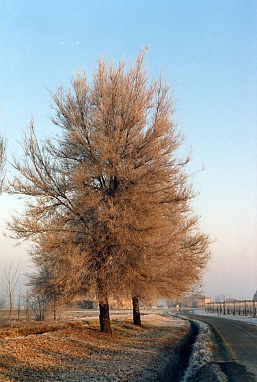 Albero autunnale