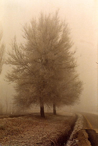 Albero invernale